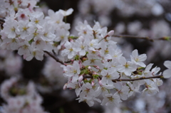 上野公園のソメイヨシノ