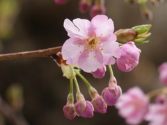 河津桜、咲きました！(２)