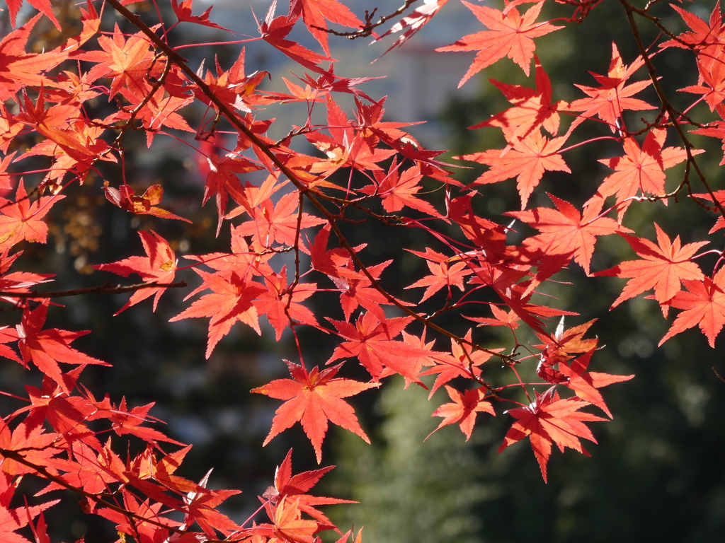眩く紅葉