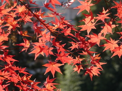 眩く紅葉