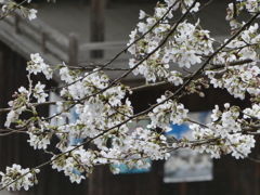 桜と神楽殿