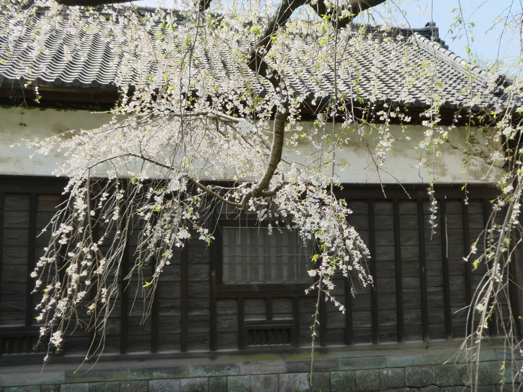 長屋門と枝垂れ桜