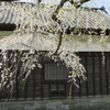 長屋門と枝垂れ桜