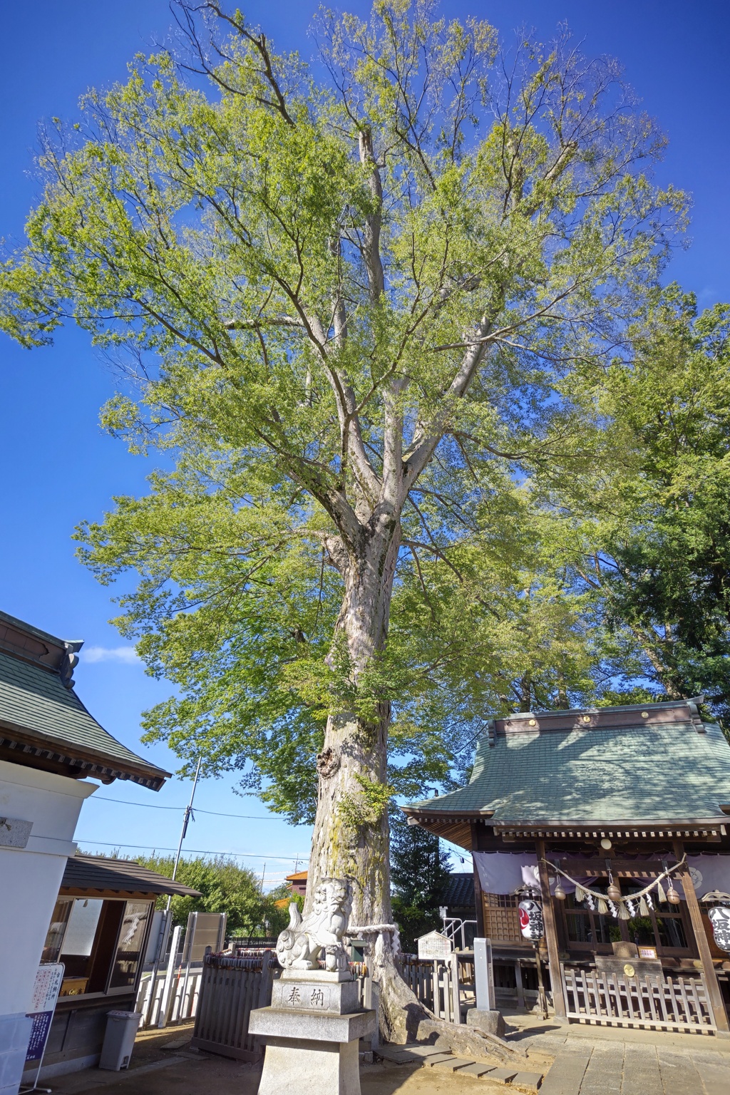 八坂神社の御神木