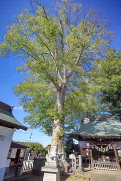 八坂神社の御神木