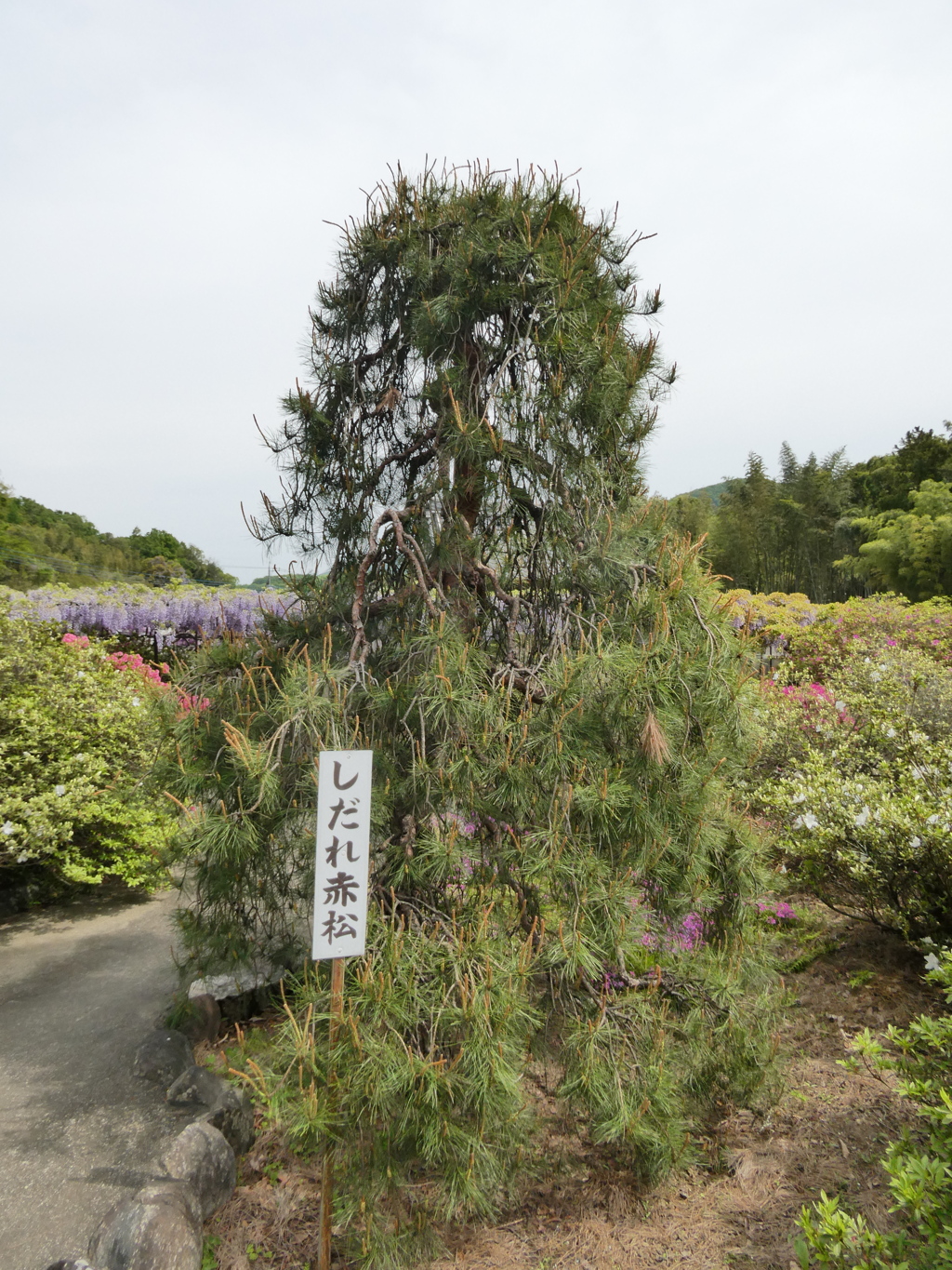 しだれ赤松