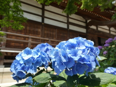 能護寺の紫陽花(青)