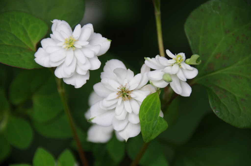 八重ドクダミの花