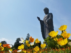 アイスランドポピーと牛久大仏