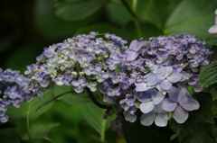 ウズアジサイ普通の紫陽花付き