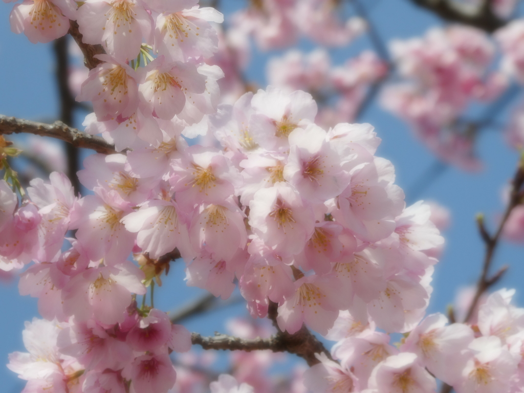 三浦海岸の河津桜(6)
