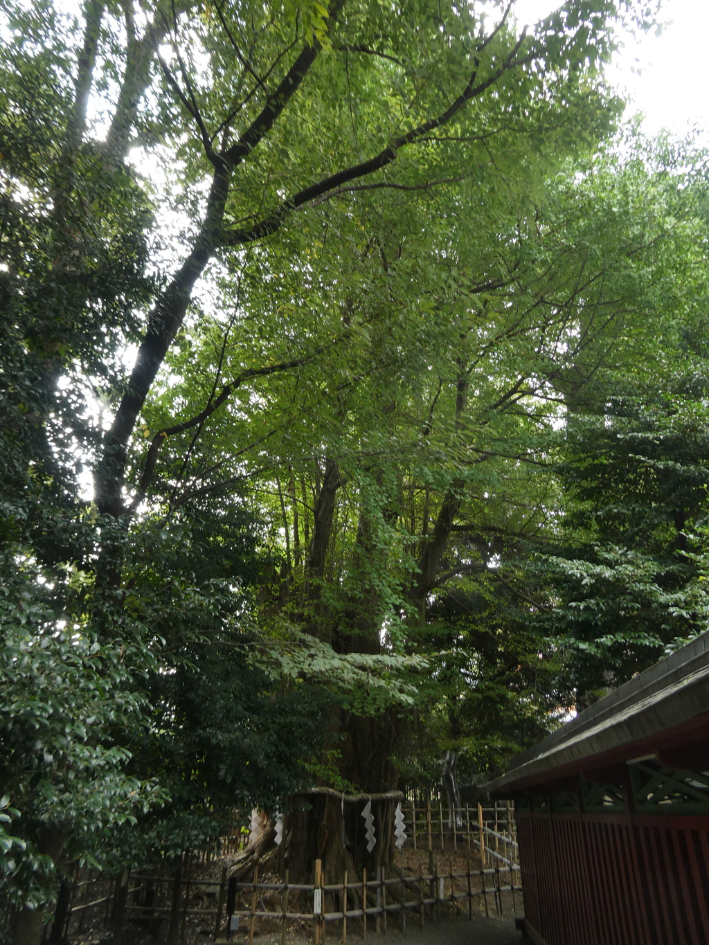 大國魂神社の御神木