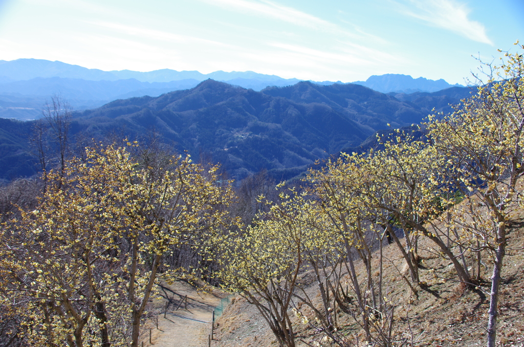 宝登山西蝋梅園の蝋梅(2)