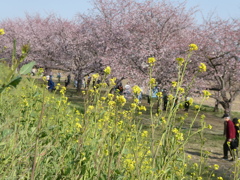 菜の花と安行寒桜