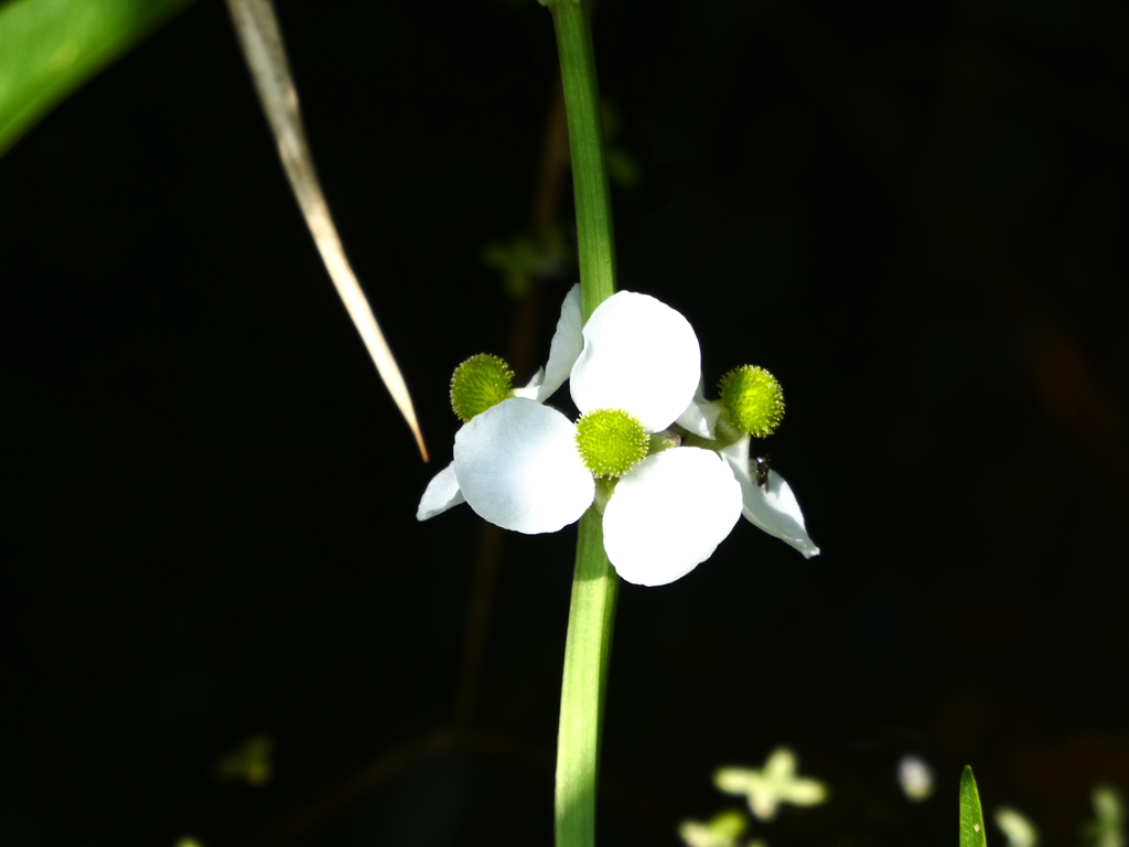オモダカの花