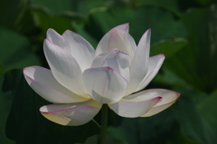 瑞光蓮