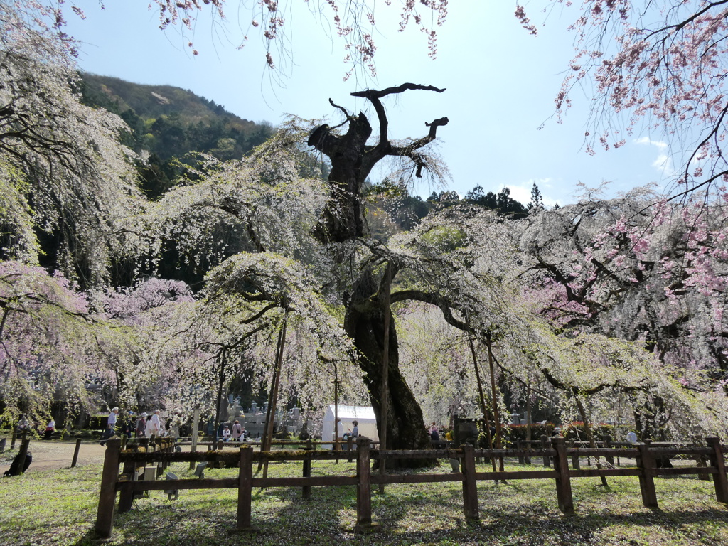 清雲寺の枝垂桜(4)