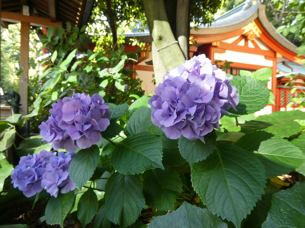 赤坂日枝神社の紫陽花(2)