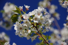 この桜は何という・・・