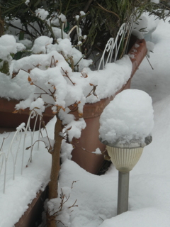 綿帽子かぶって・・・(２)