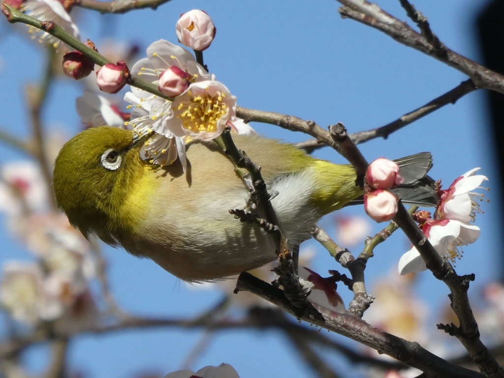 梅の蜜堪能中