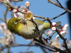 梅の蜜堪能中