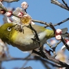 梅の蜜堪能中