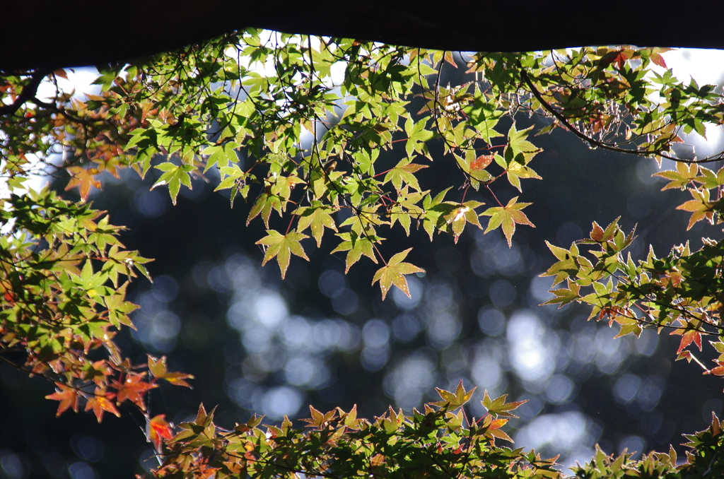 青紅葉、紅葉、そして玉ボケ