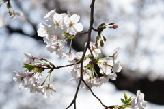令和７年 靖国神社の桜(７)