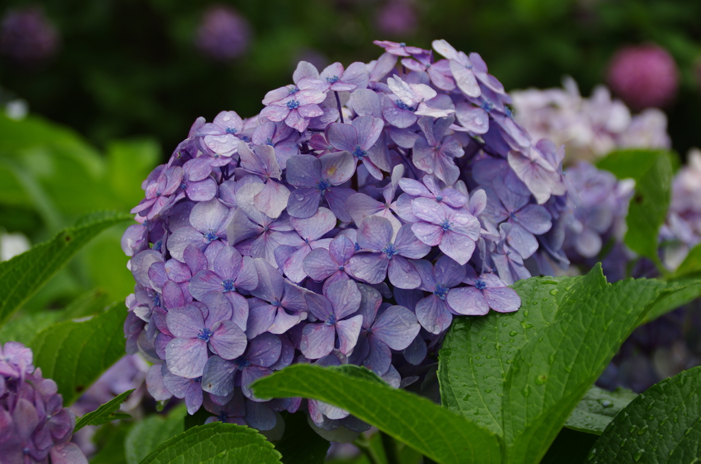 堀之内妙法寺の紫陽花(2)