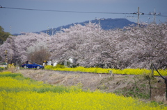 桜並木と菜の花畑