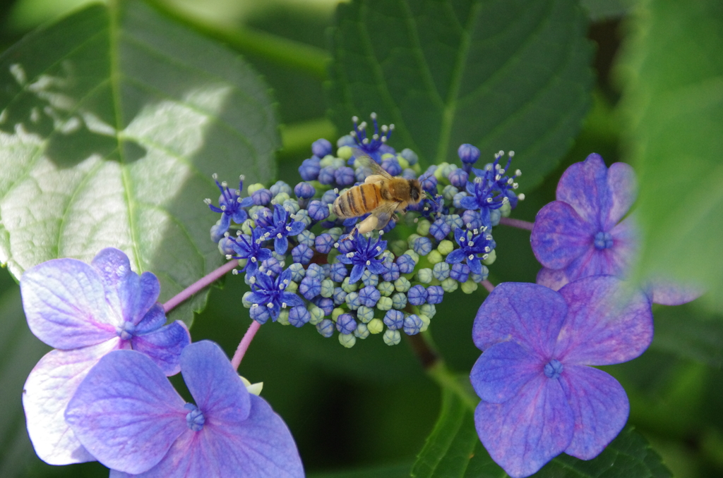 あじさいの蜜集め中