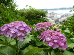 紫陽花と由比ガ浜(2)