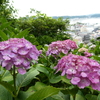 紫陽花と由比ガ浜(2)
