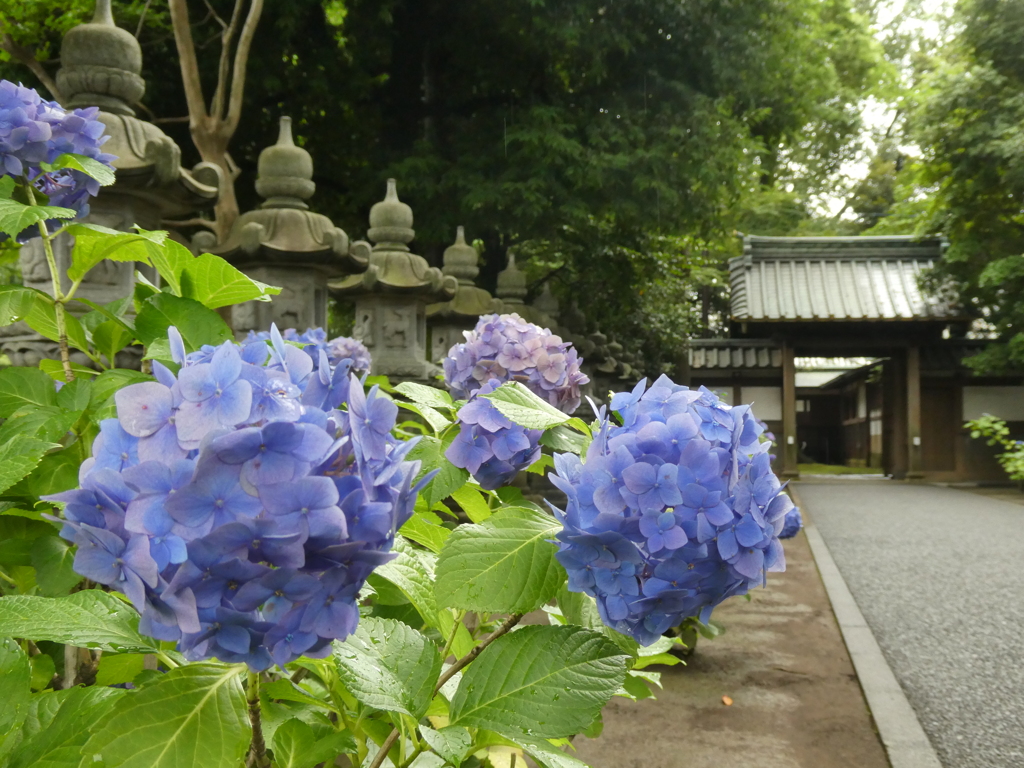 妙法寺裏門と青紫陽花
