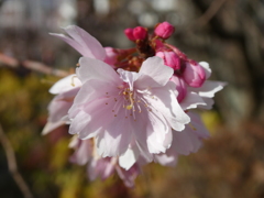 四季桜