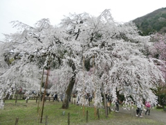 清雲寺の枝垂桜(9)