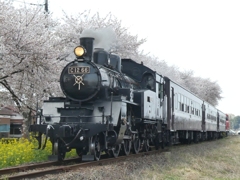 桜並木の脇を・・・