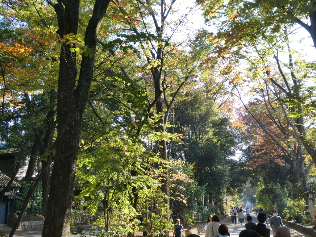 秋色めく参道