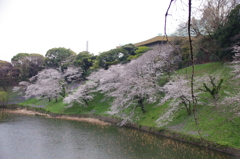 千鳥ヶ淵の桜