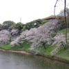 千鳥ヶ淵の桜