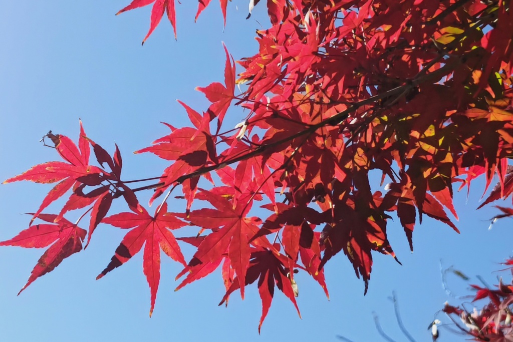 昼休みに紅葉狩り(１)