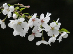 令和７年 東京大神宮の桜(１)