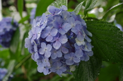 水も滴るいい紫陽花(1)