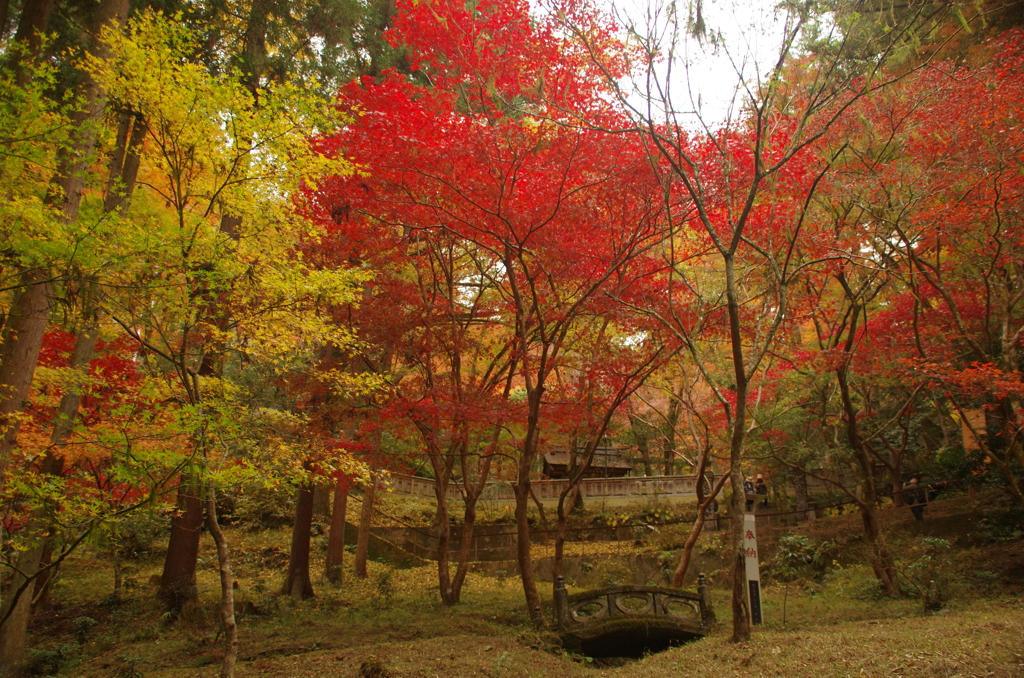 秩父御嶽神社の紅葉(２)