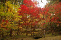 秩父御嶽神社の紅葉(２)