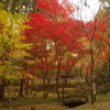 秩父御嶽神社の紅葉(２)