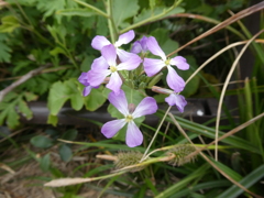 ハマダイコンの花