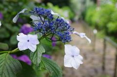 太平山の紫陽花(6)