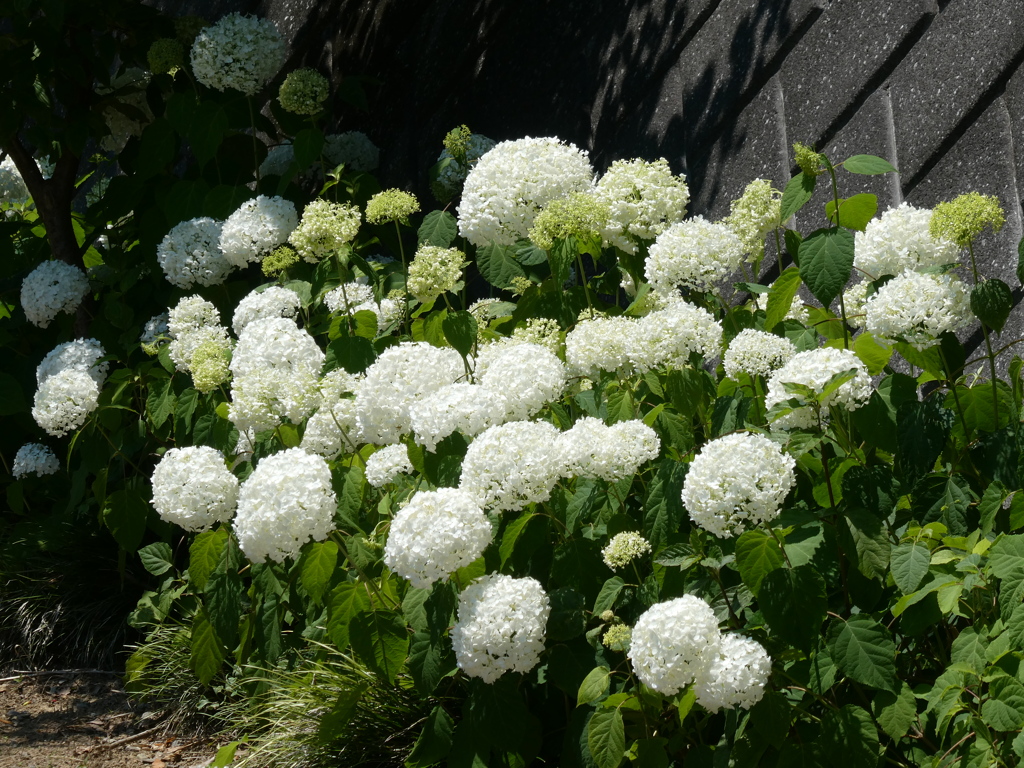 金泉寺のアナベル